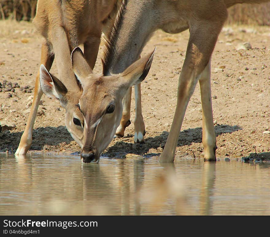 Adult Kudu cow and calf at a watering hole in Namibia, Africa. Adult Kudu cow and calf at a watering hole in Namibia, Africa.