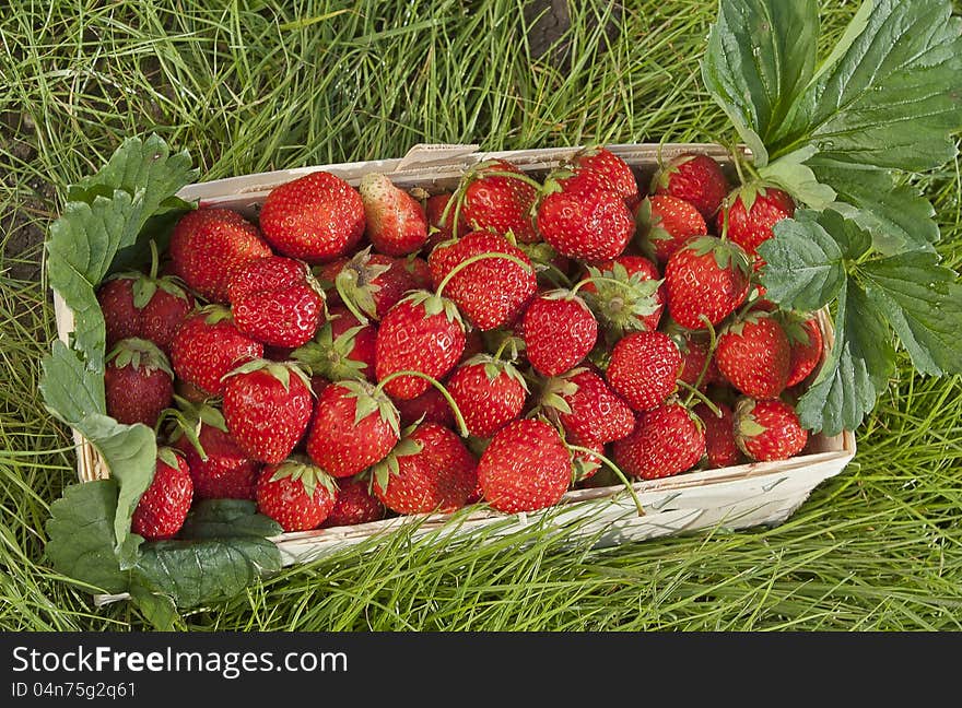 Basket of fresh strawberries at green meadow