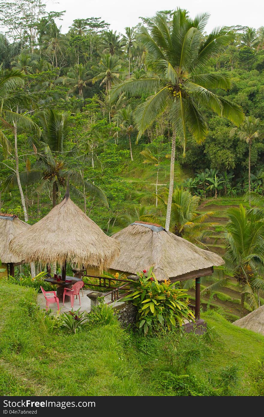 Small Cafe In Front Of Rice Field.