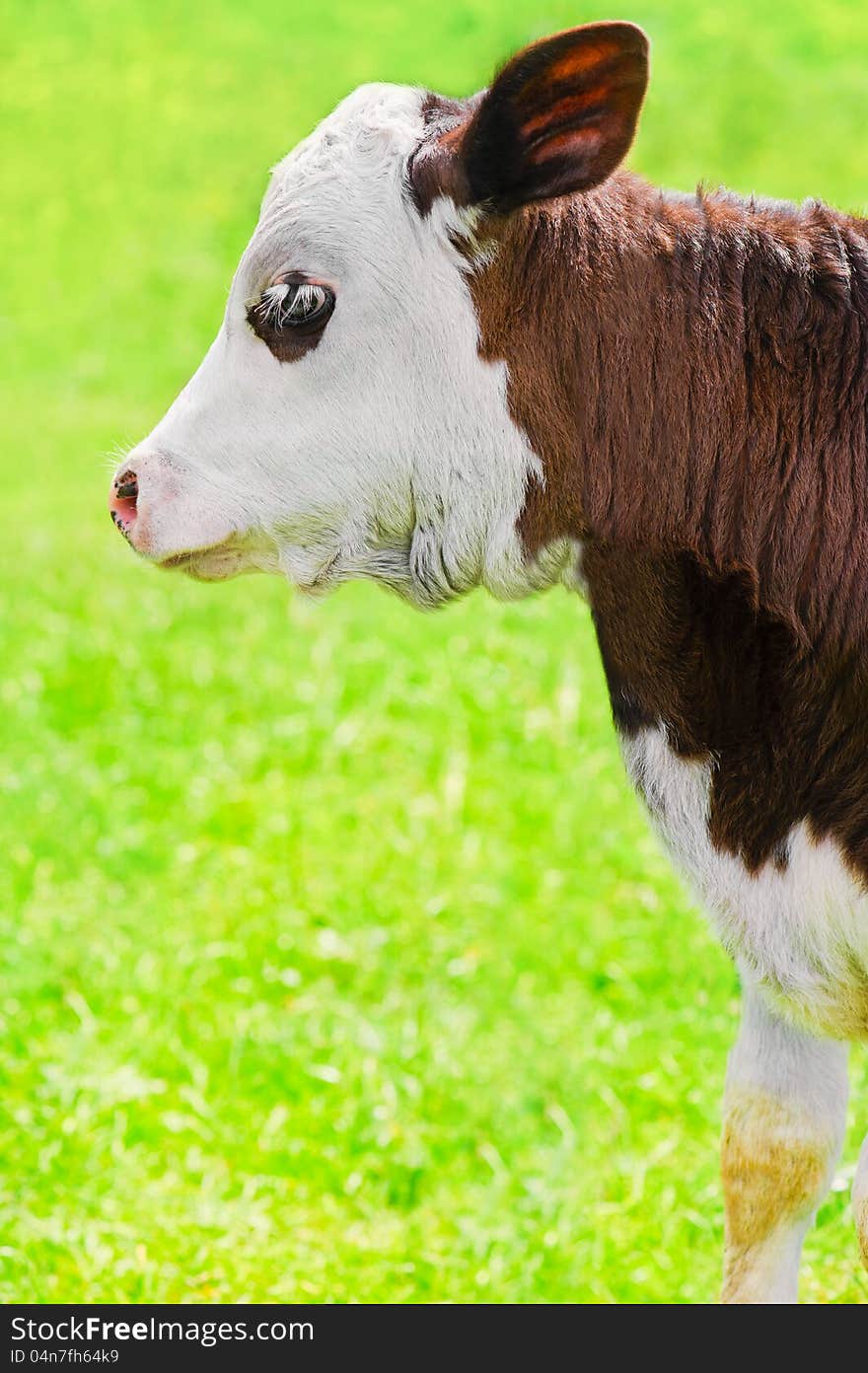 Little calf on meadow