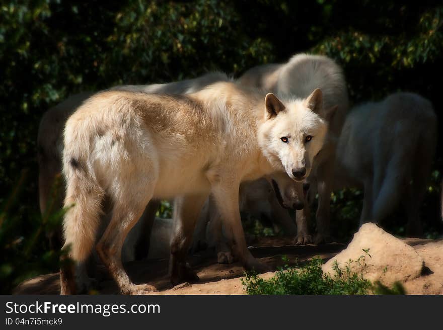 North American Arctic Wolfs