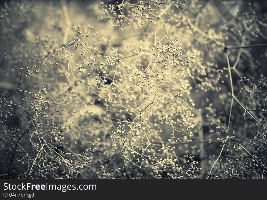 Dry plants tint abstract background. Dry plants tint abstract background