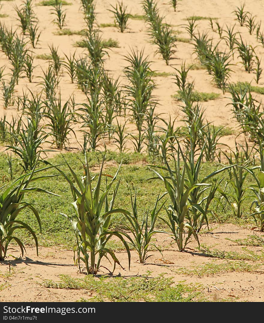 Field of corn suffering from summer drought