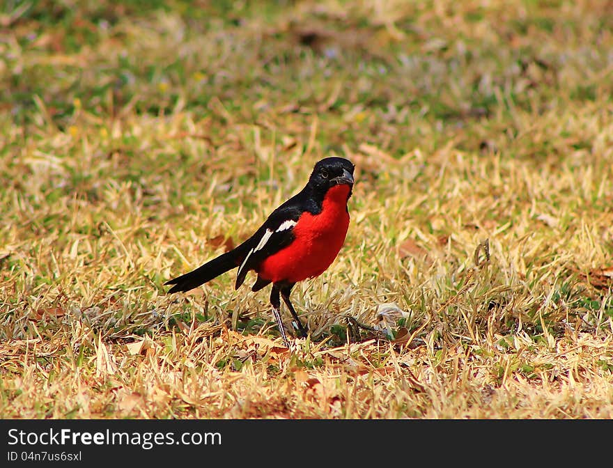 An adult Crimsonbreasted Shrike feeding on a lawn. Photo taken in Namibia, Africa. An adult Crimsonbreasted Shrike feeding on a lawn. Photo taken in Namibia, Africa.