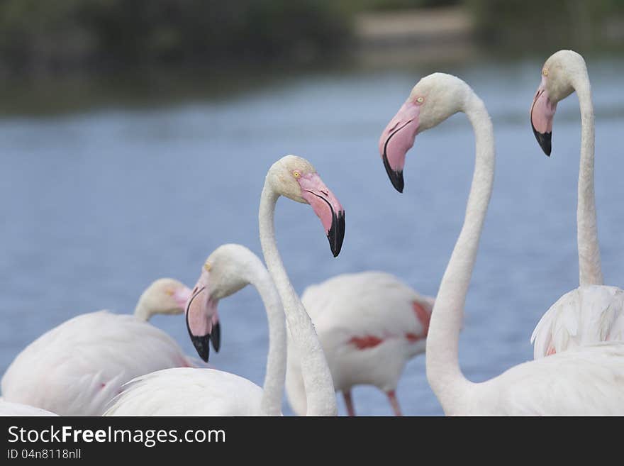 Group of flamingos. Horizontally.