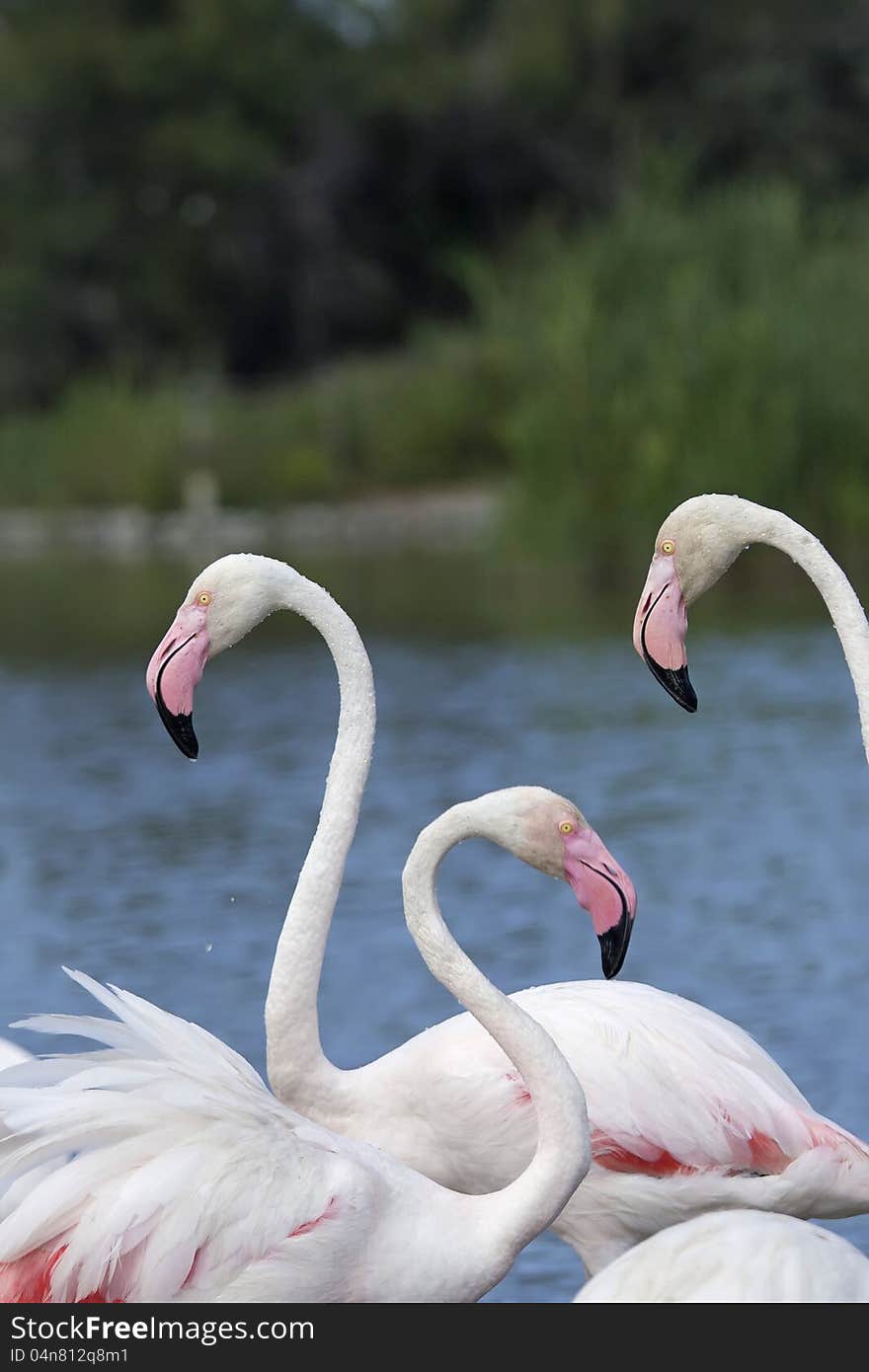 Group of three flamingos. Vertically.