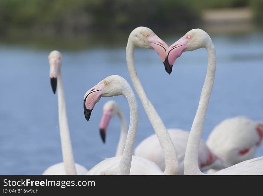 Group of flamingos. Horizontally.