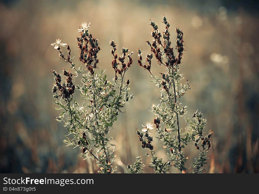 Meadow plants