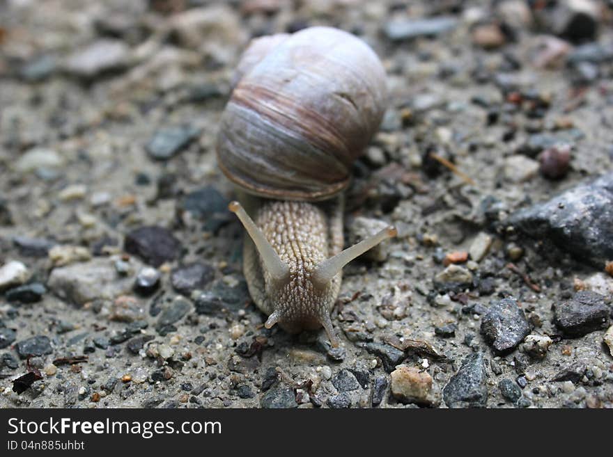 Detail of snail on the stone ground