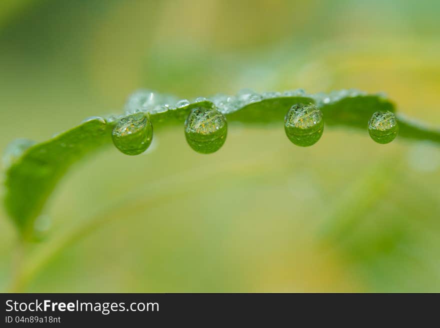 Leaf Dews