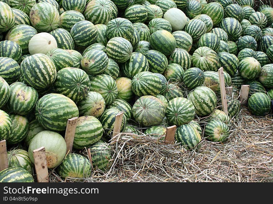 Many watermelons for abstract background