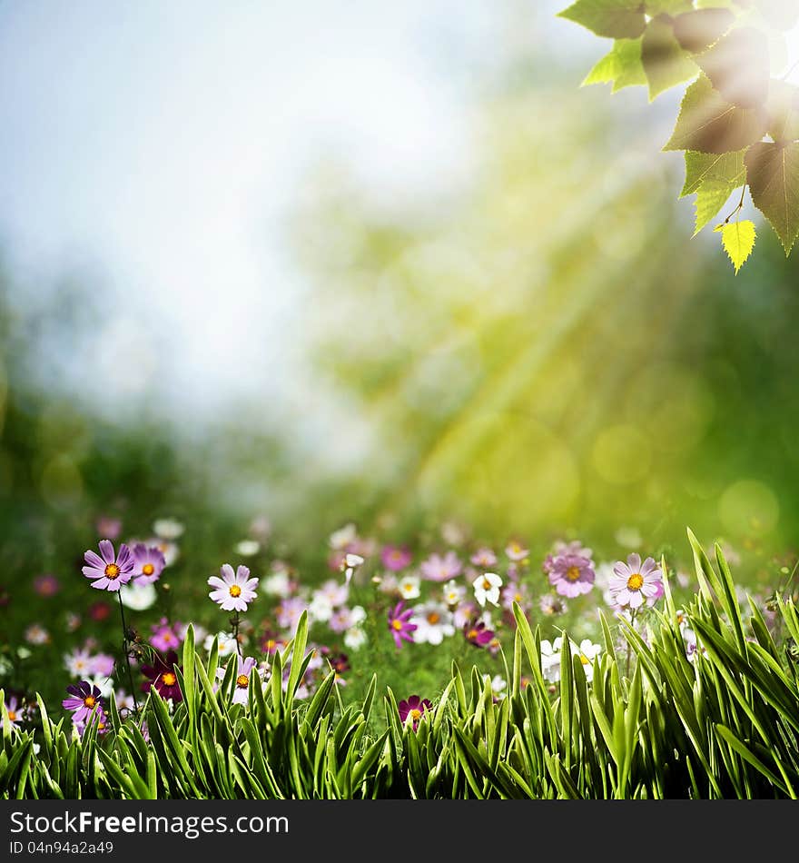 Abstract natural backgrounds with beauty flowers