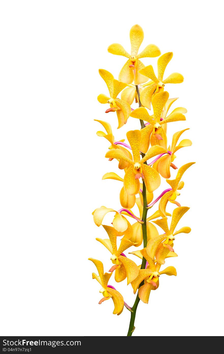 Yellow orchid flower, Isolated on white with clipping path