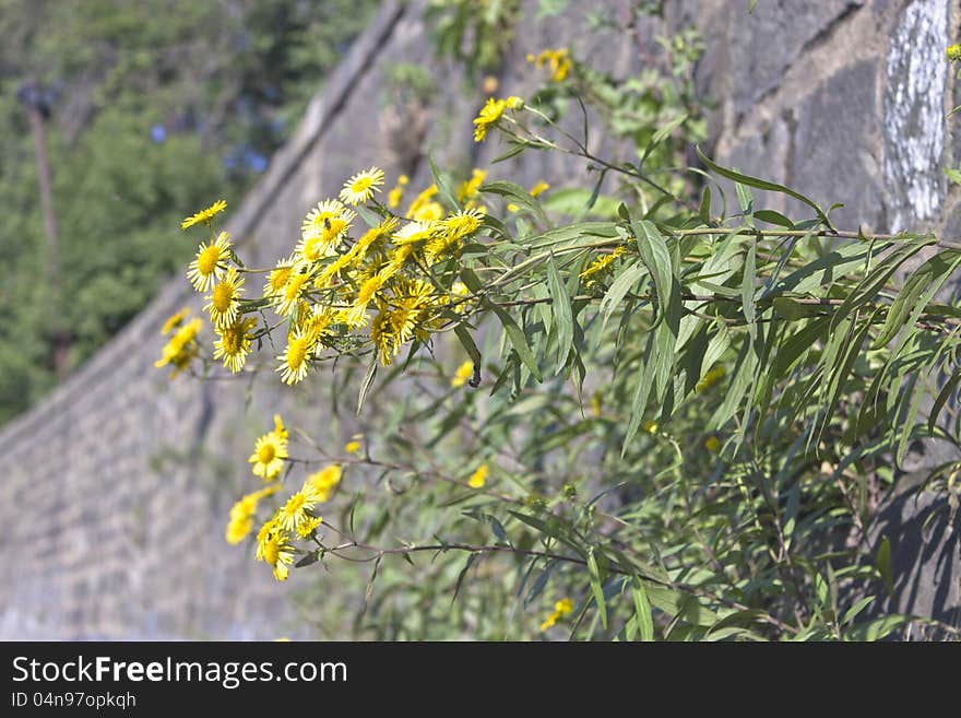 Flowers grow from a wall near the road. Flowers grow from a wall near the road