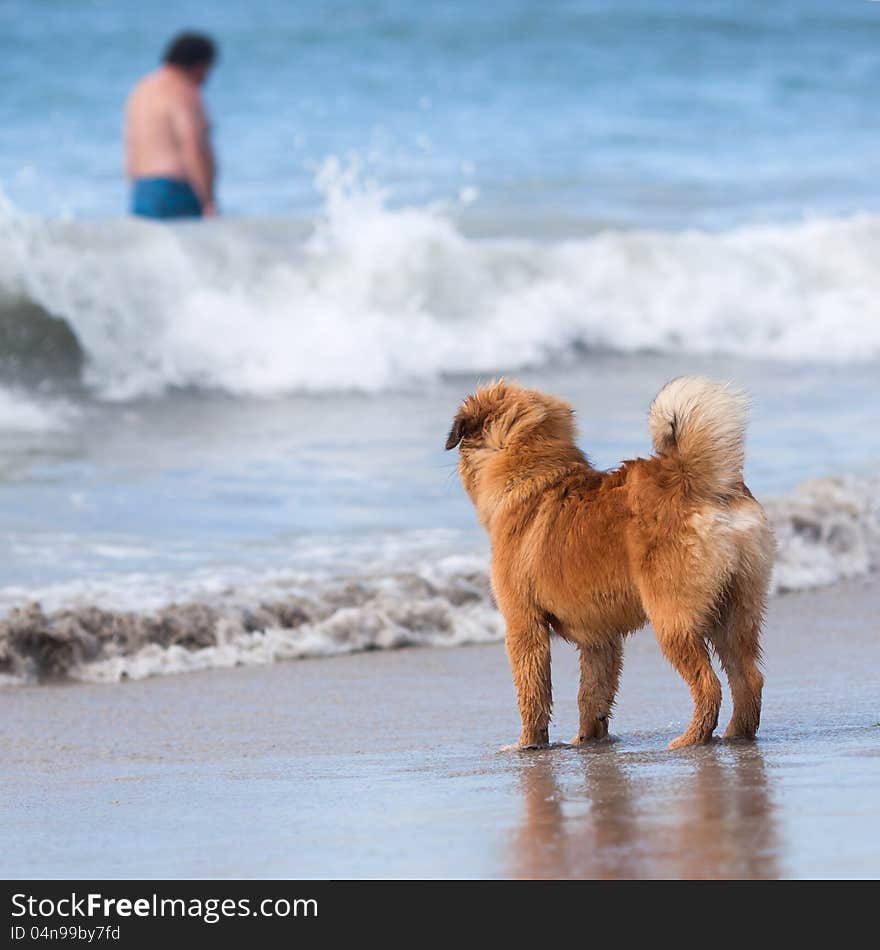 Beach scene of an Elo (German dog breed) puppy looking at a blurred man who walks in the sea water. Beach scene of an Elo (German dog breed) puppy looking at a blurred man who walks in the sea water