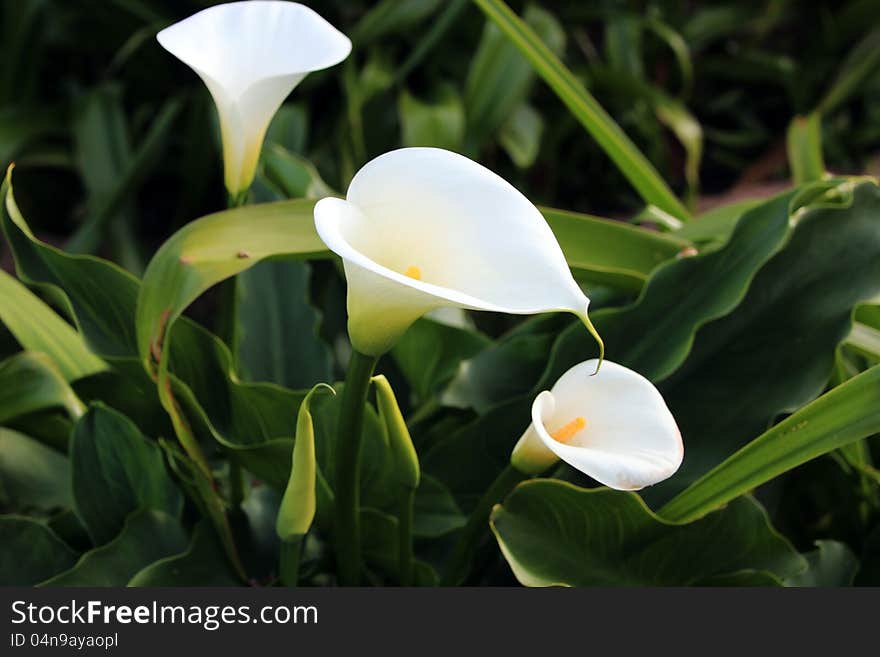 The lovely white arum lilies bloom in spring with bright yellow stamens and curled white petals hence the name jug lilies.