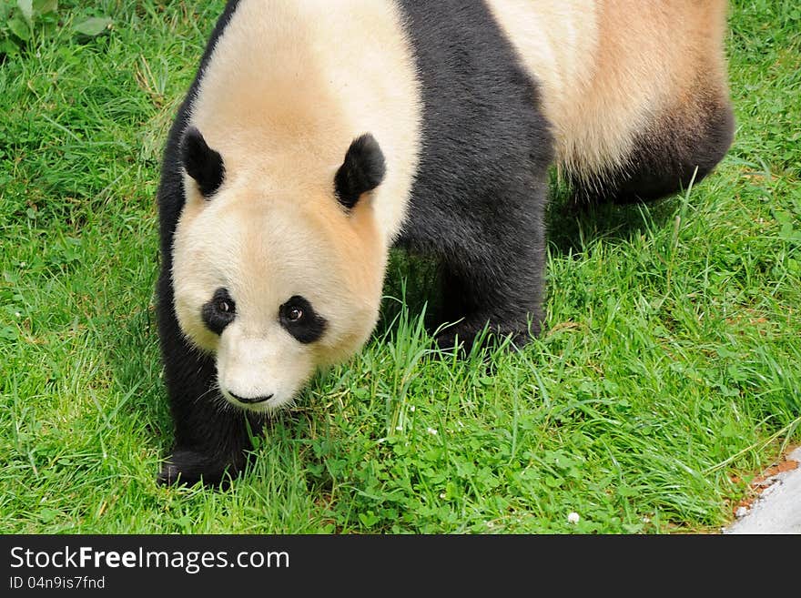 A Giant Panda is walking in the grass