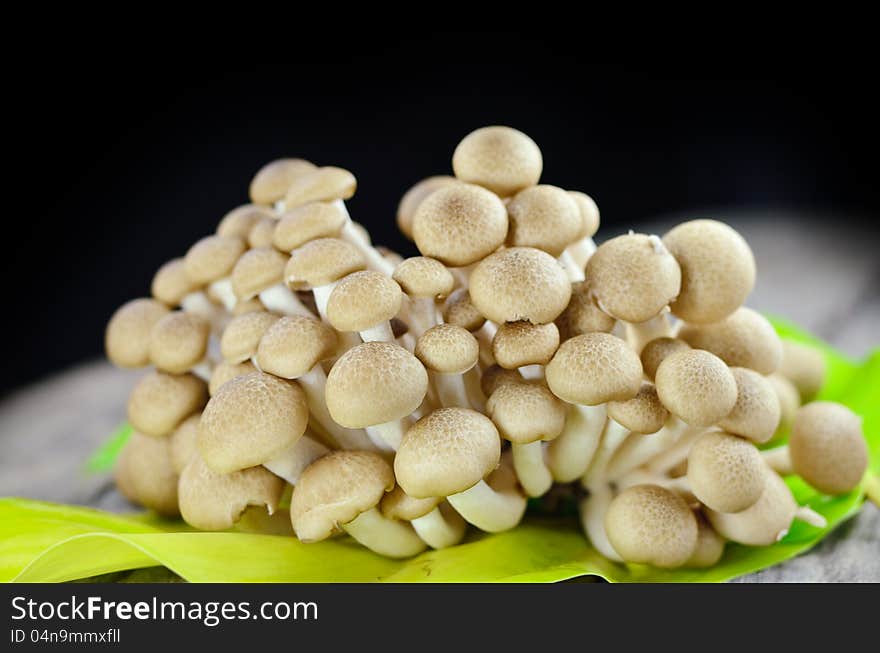 Brown beech mushrooms, Shimeji mushroom