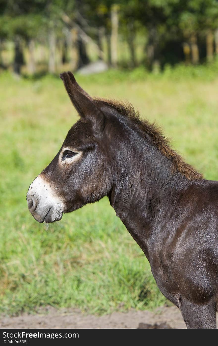 A Donkey in a Pasture on a summer morning