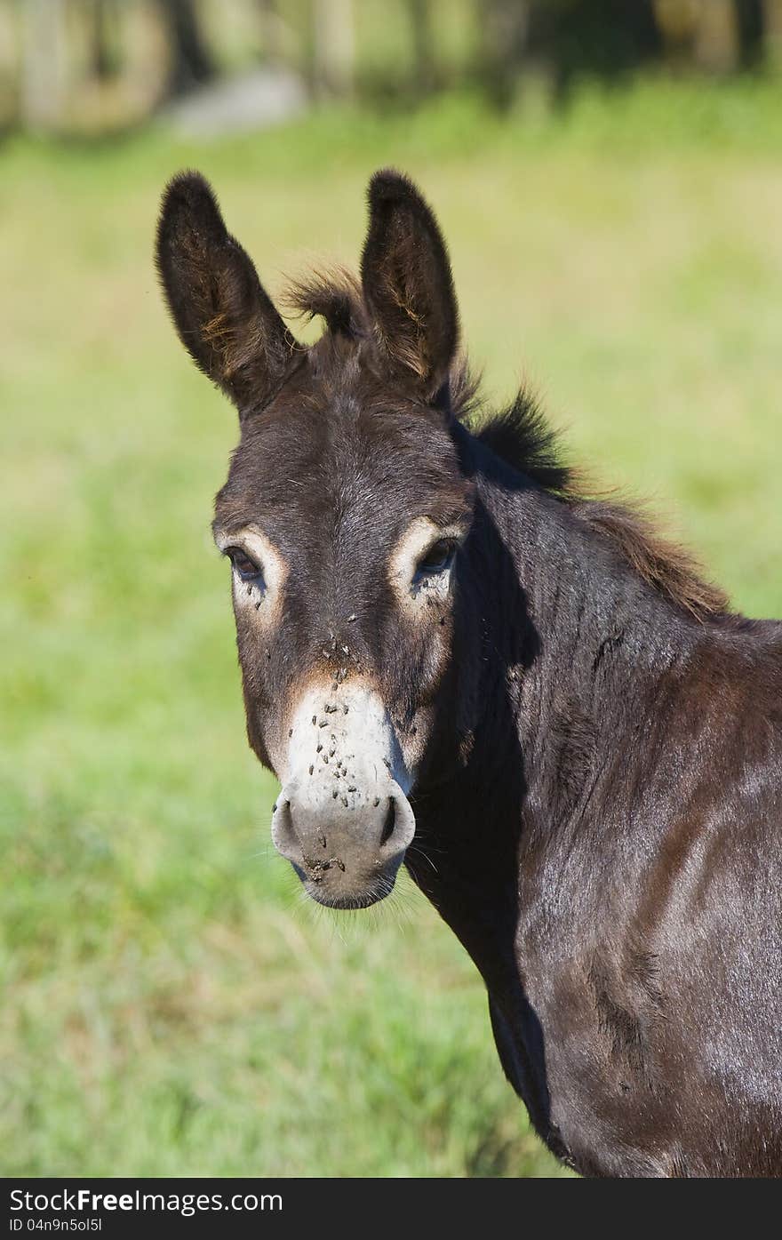 A Donkey in a pasture on a summer morning