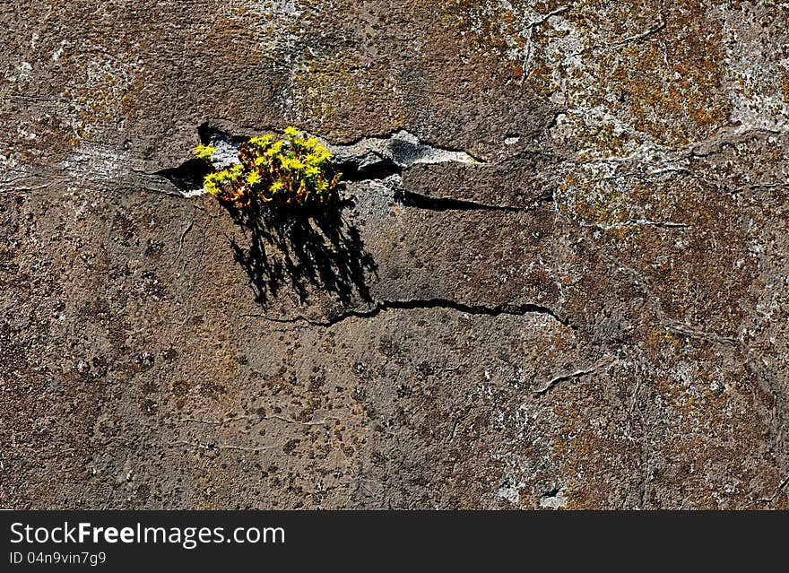 Flowers on the rocks