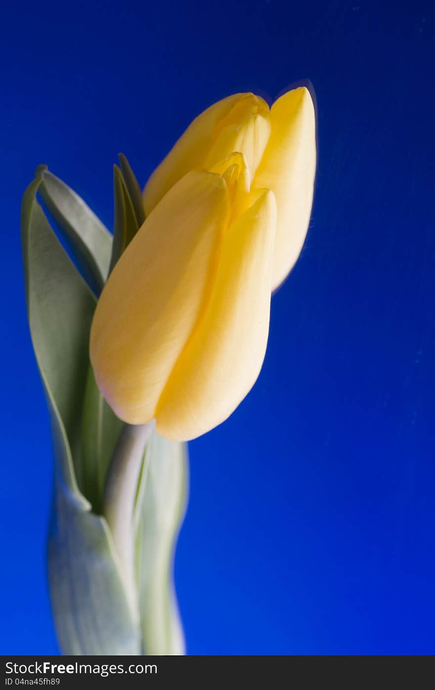 Beautiful yellow spring cheerful tulip blossom over blue background. Beautiful yellow spring cheerful tulip blossom over blue background