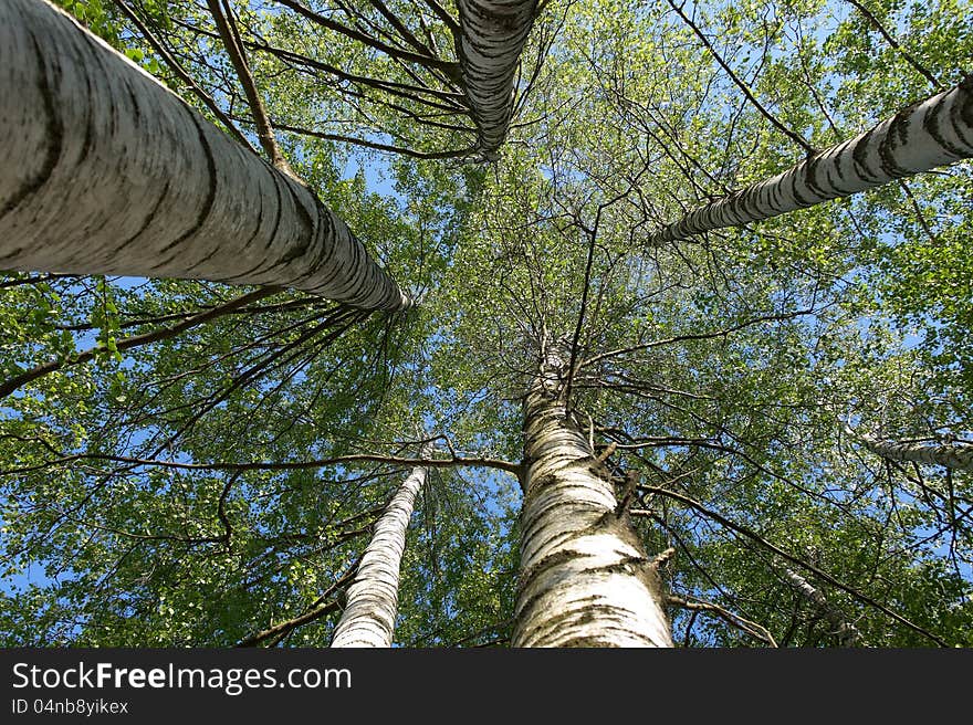 Treetop