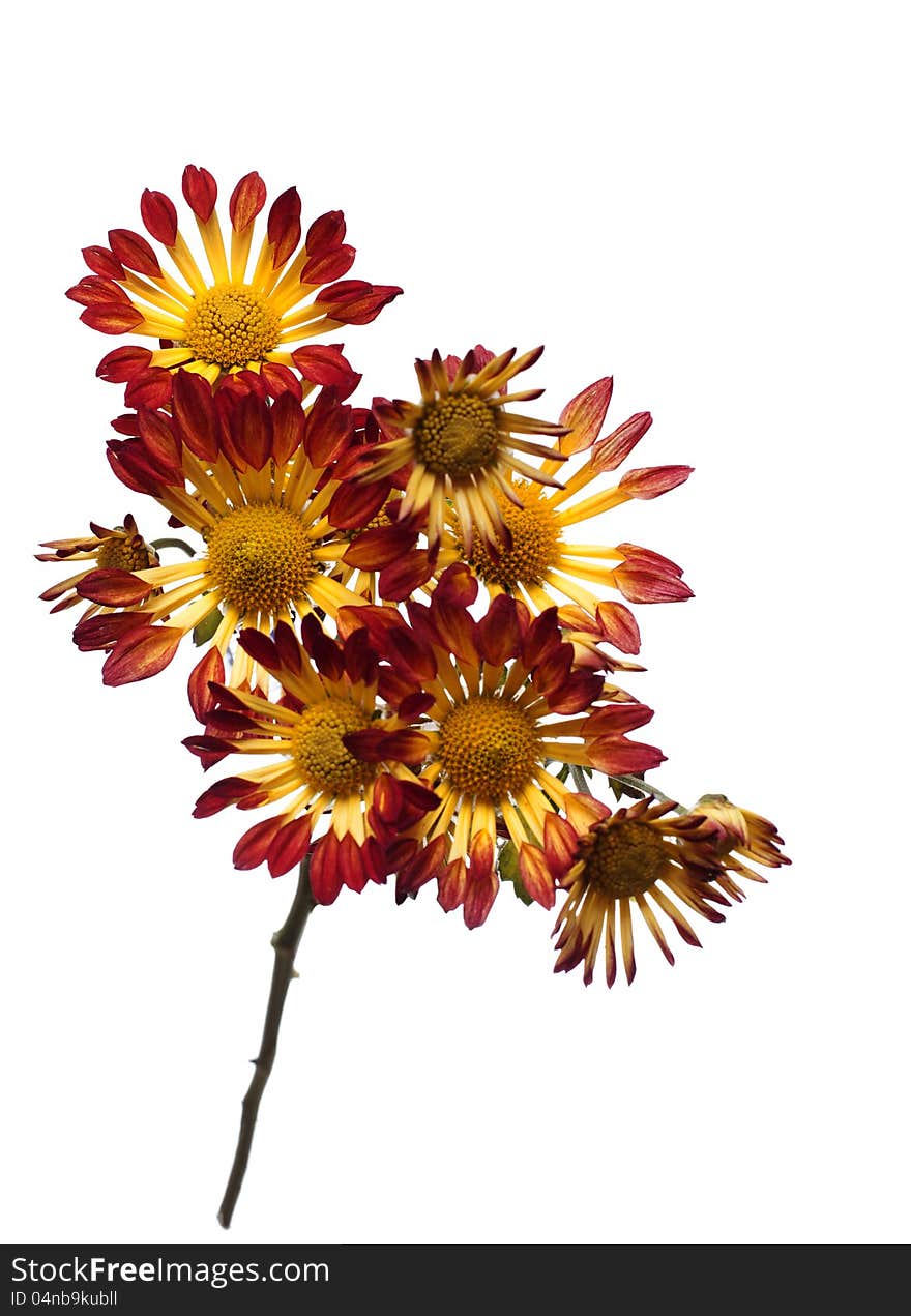 Chrysanthemum