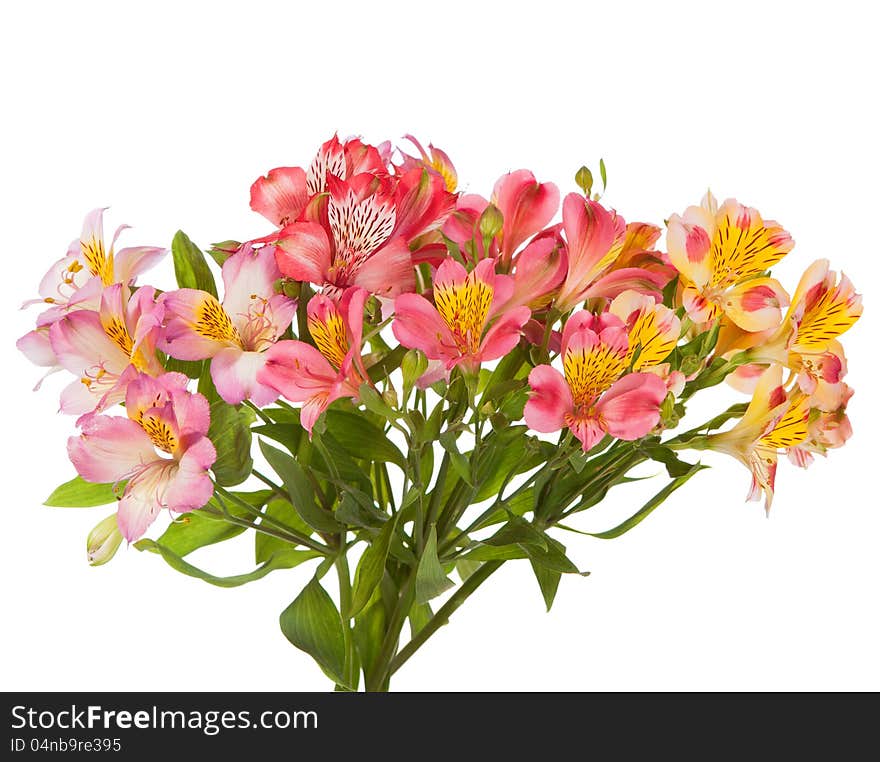 Bouquet of Alstroemeria flowers isolated on white background. Focus on the foreground