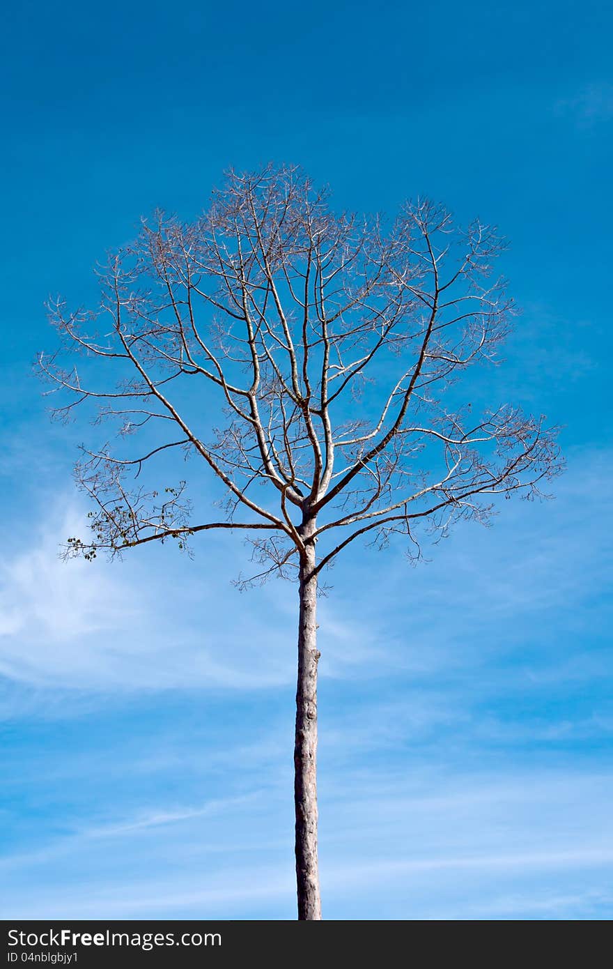 Branches of dead tree with the blue sky as a backdrop