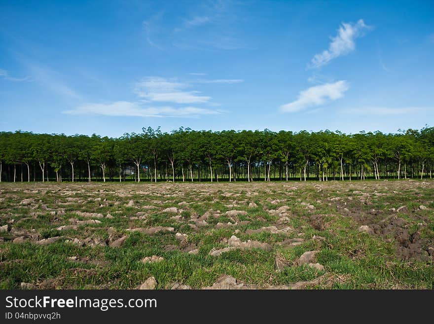 Rubber plantation in countryside of thailand