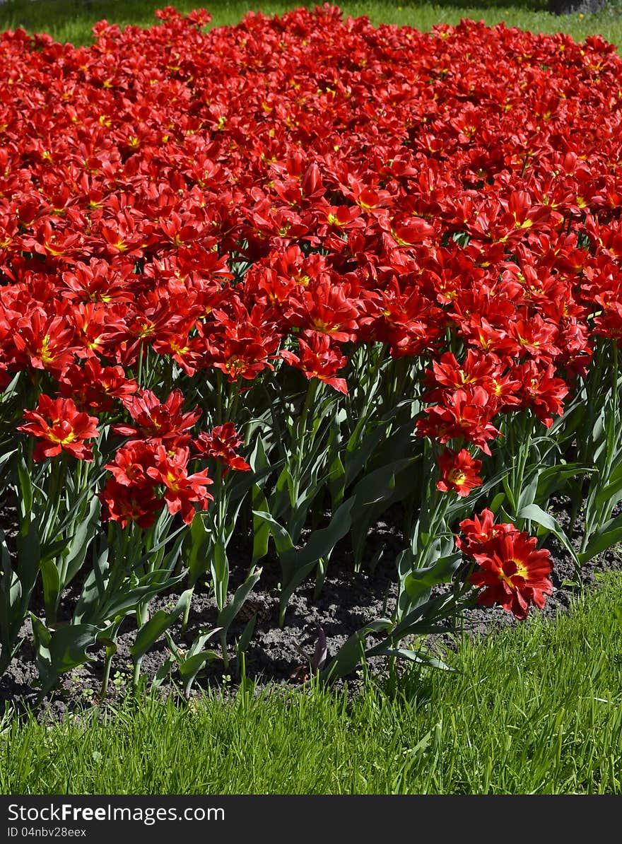 Flowerbed of bright red tulips