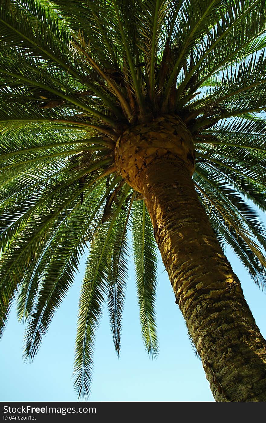 Detail of a huge, perfectly stile Palm Tree in Spain