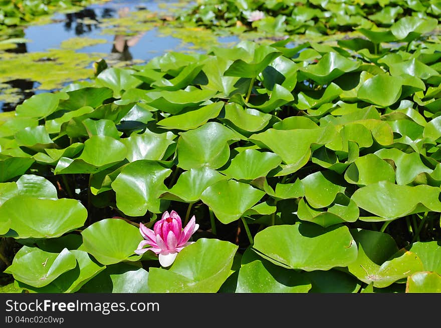 Pond environment