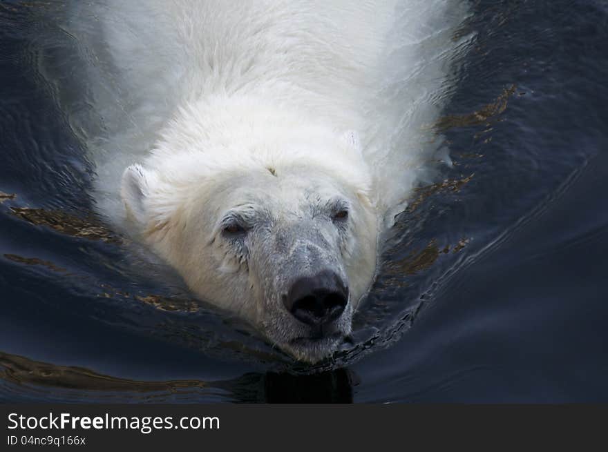 Polar bear