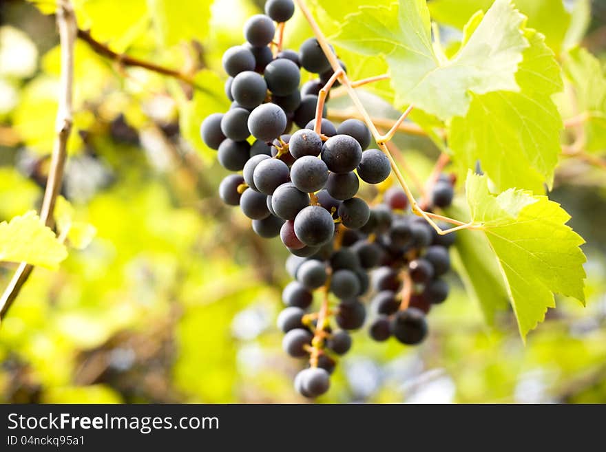 Sweet grapes-fresh and delicious fruit