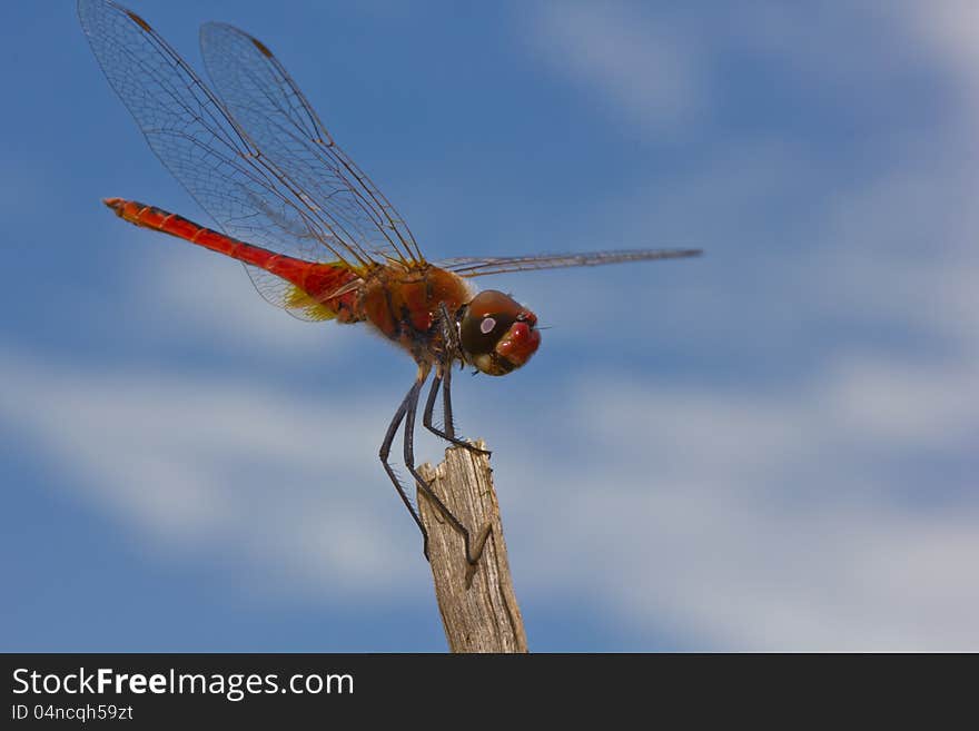 Close up of dragonfly on branch