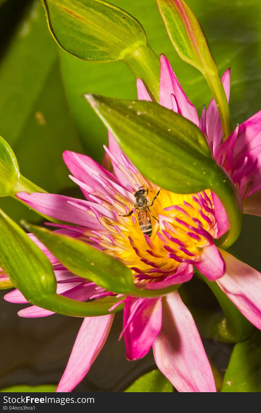 Close up of pink lotus flower and bee in a pond. Close up of pink lotus flower and bee in a pond