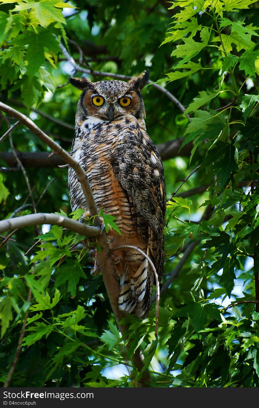 Great Horned Owl