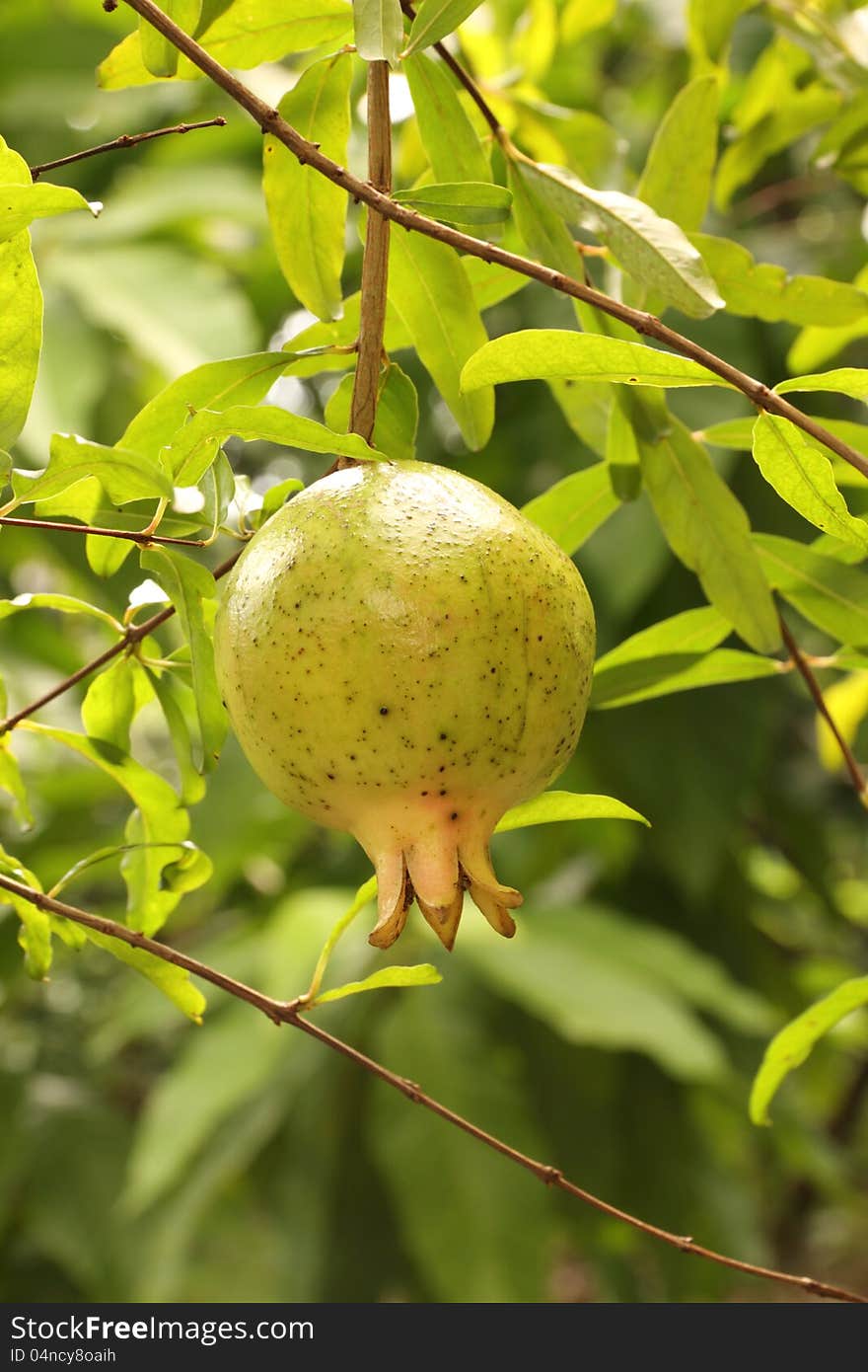 Ripe pomegranate on the branch, The foliage on the background. Ripe pomegranate on the branch, The foliage on the background.