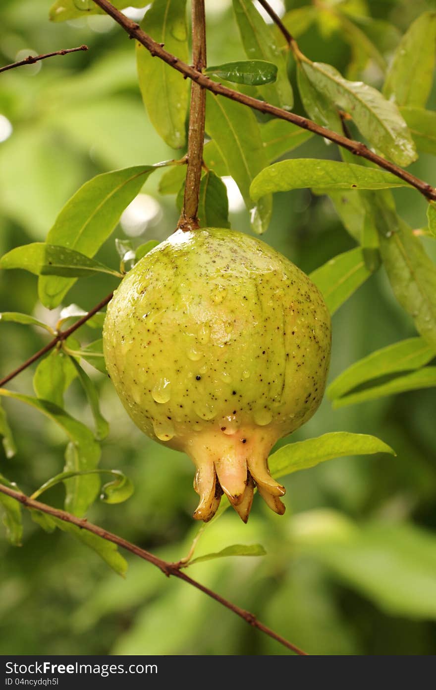 Ripe pomegranate on the branch, The foliage on the background. Ripe pomegranate on the branch, The foliage on the background.