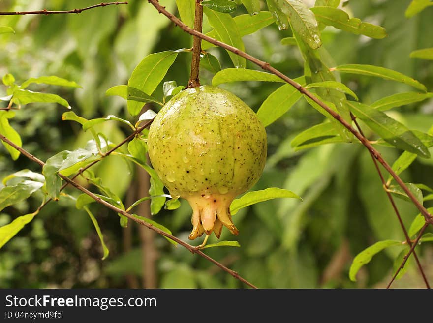 Pomegranate on branch