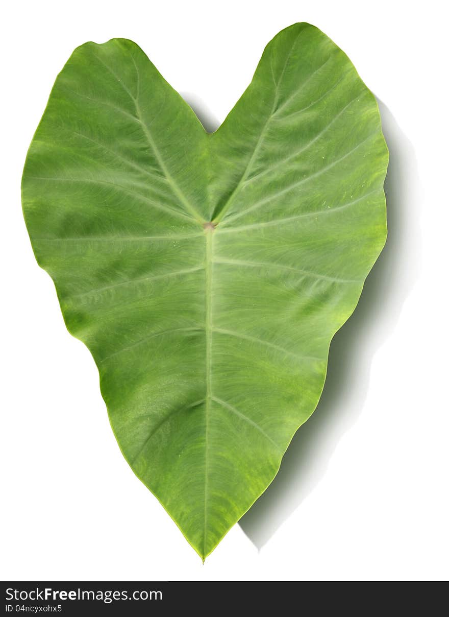 Colocasia esculenta leaf