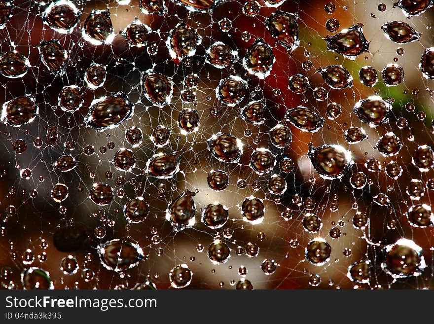 Water droplets in spider web