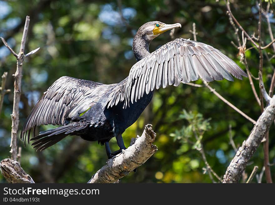 Creat Cormorant drying its wings. Creat Cormorant drying its wings.