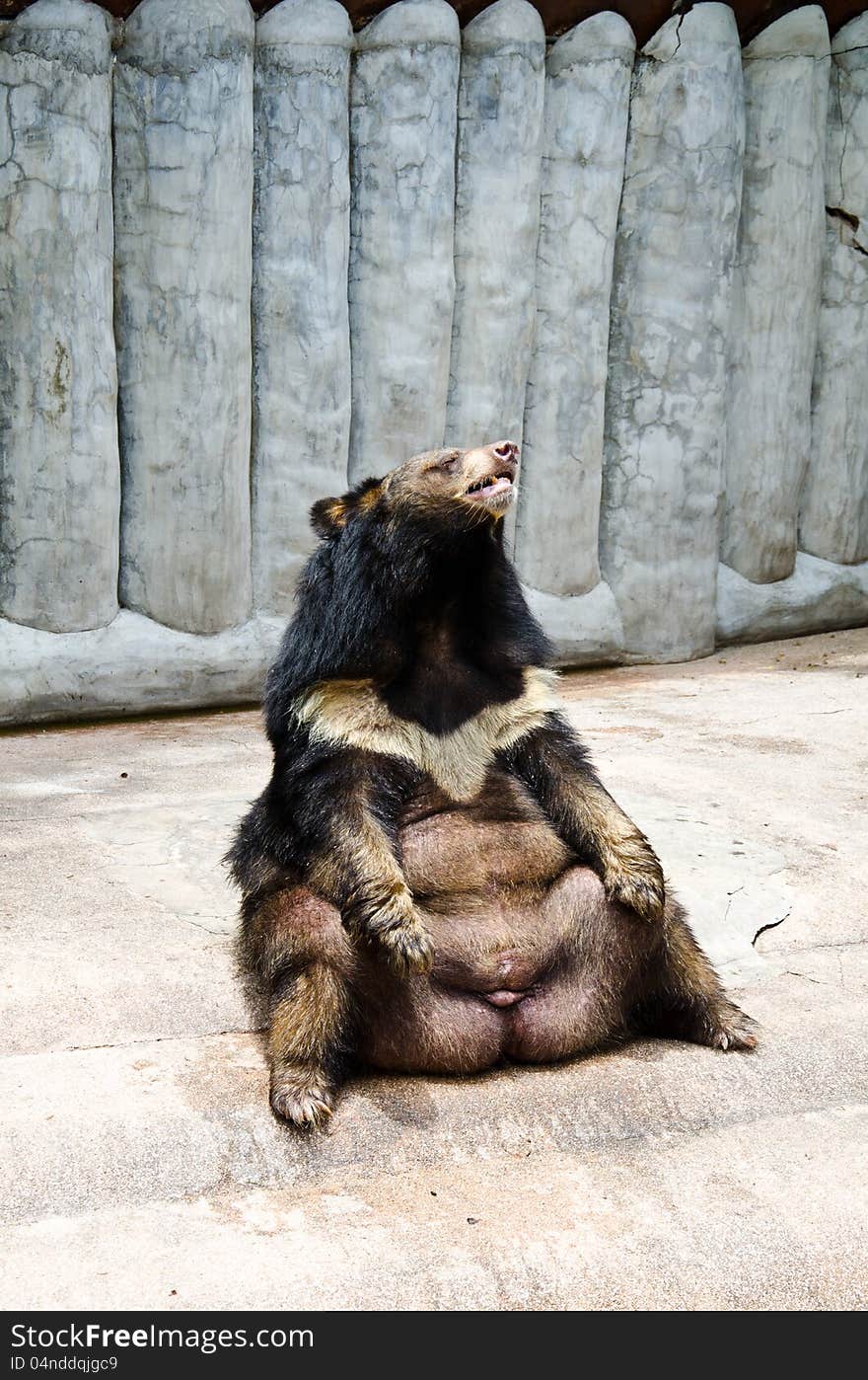 Selenarctos thibetanus, asian black bear. The scientific name Ursus thibetanus.