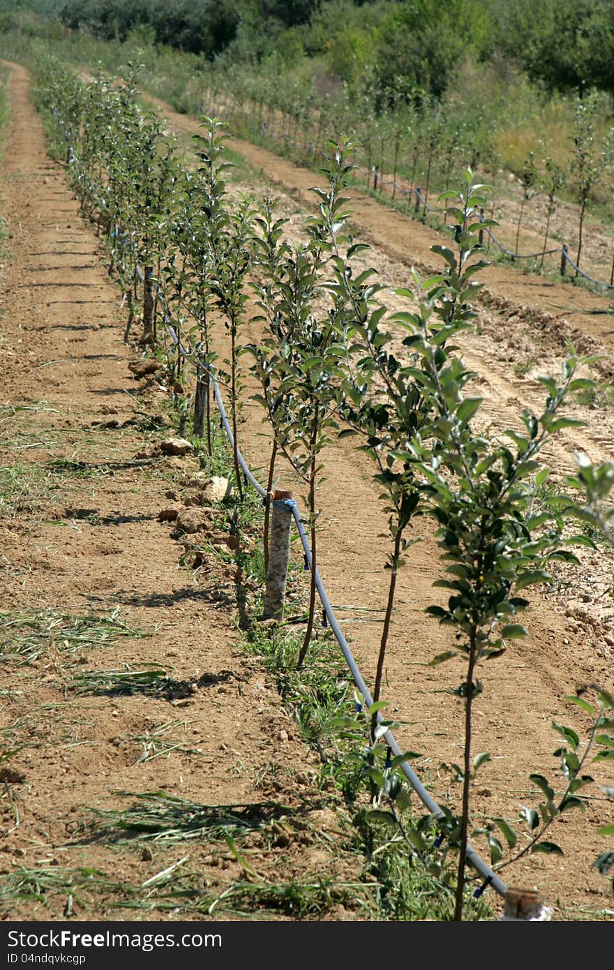 Pic of young with apple orchard iwth idared apple trees. Pic of young with apple orchard iwth idared apple trees