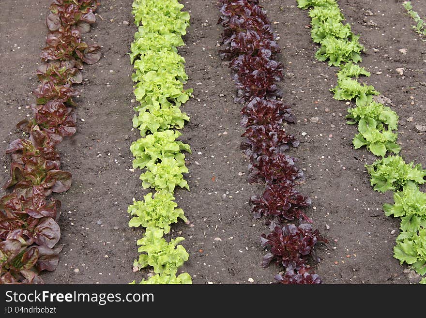 Rows of Various Types of Lettuces in a Garden.