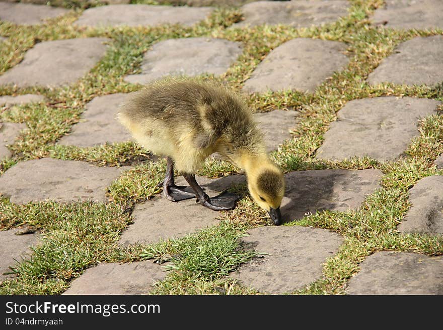 Baby Gosling.