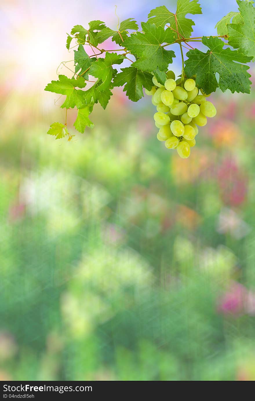 Colorful Background With Green Grapes